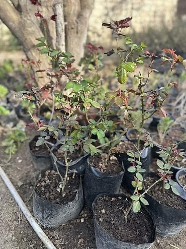 beqonya gulu: Qırmızı qızılgül kolları – torf kisələrində yetişdirilmiş, calaq — 6