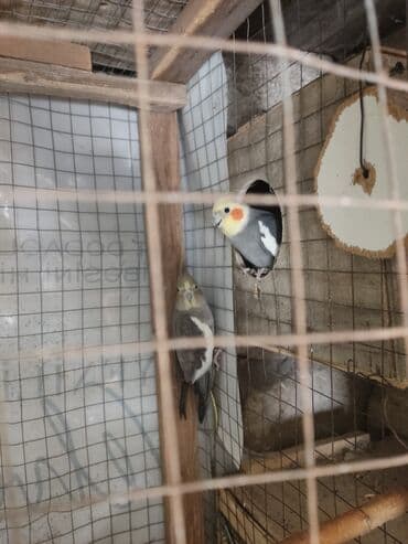 hazır hicablar: Hazır cüt korella quşları satılır. yumurta üçün yuvaya giriblər. ünvan — 5