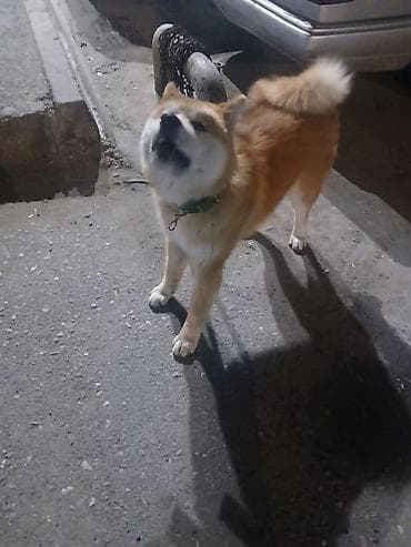 ağ baliq: Akita-inu — 3