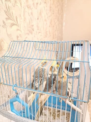 клетки для кур несушек купить в бишкеке: Qəfəs qarişig 3 ədəd korella — 2