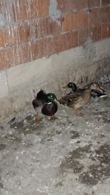 pinqivin ördək: Erkək, Damazlıq — 5