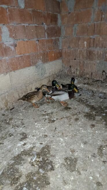 pinqivin ördək: Erkək, Damazlıq — 2