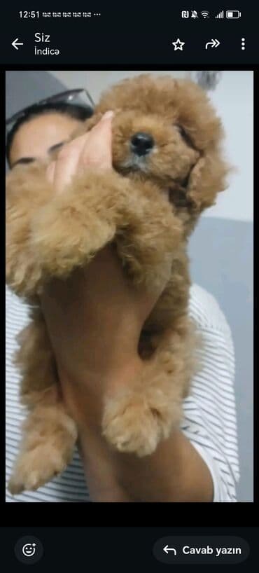 где можно купить собаку мальтипу: Пудель, 5 месяцев, Самец — 2