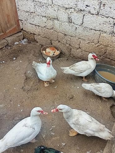 Hinduşkalar: Məhsul: Ağ maskovi ördəklər (indoutka) tam saglam 7 ayliqdilar satilir — 3