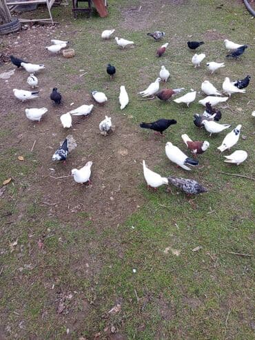 сколько стоит собака бу: Məhsul: Ev göyərçinləri – müxtəlif rəng və naxışlarda Təsvir: - — 1