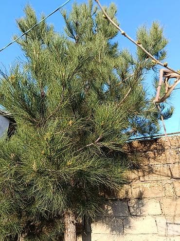 ev elanlari 2018: Баку, Бина, 2 комнаты, Вторичка, 99 м² — 2