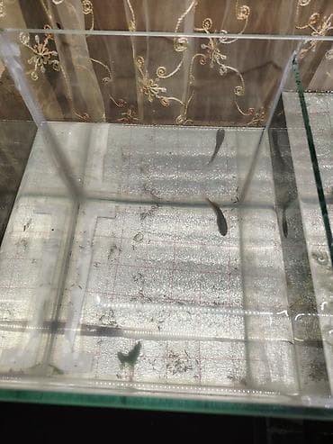 Yemlər: Akvarium üçün canlı sivrisinek qurdu sürfələri (gambusiya üçün yem və — 5