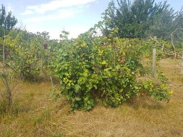 ferma torpaq: 24 sot, Tikinti, Makler, Kupça (Çıxarış) — 16