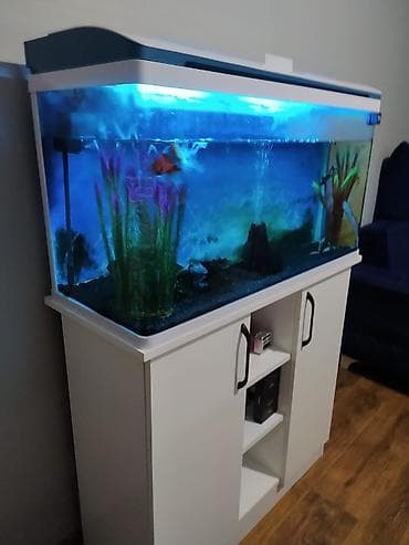 Digər heyvanlar: Akvaryum dəsti – şkaflı, işıqlı - Geniş şüşə akvaryum, üst qapaqlı — 4