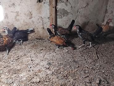 balaca it sekilleri: Toyuq cücələri, Damazlıq — 2