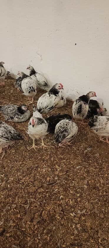 hələb keçisi haqqında məlumat: Toyuq, Broyler, Ətlik — 5