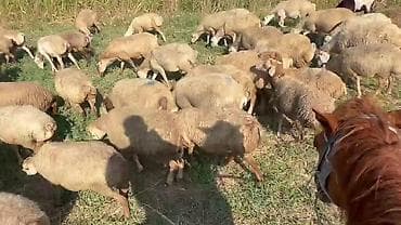 cins ineklerin satisi 2018: Dişi, il: 1, Damazlıq, Pulsuz çatdırılma — 8