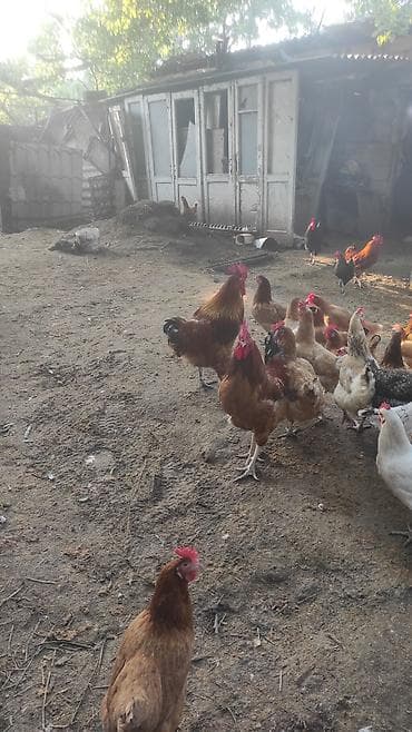 herati xoruzlari: Xoruz, il: 2, Ünvandan götürmə — 1