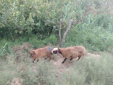 balasına süd vermeyen qoyun: Qoyunlar – yerli ətlik/südlük sürüdən - Növ: yerli qoyun (qəhvəyi — 3