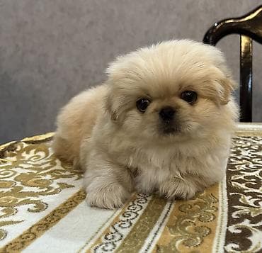 Pekines, 1 ay, Erkek, Ünvandan götürmə