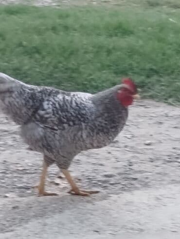 Xoruz, il: 1, Ünvandan götürmə