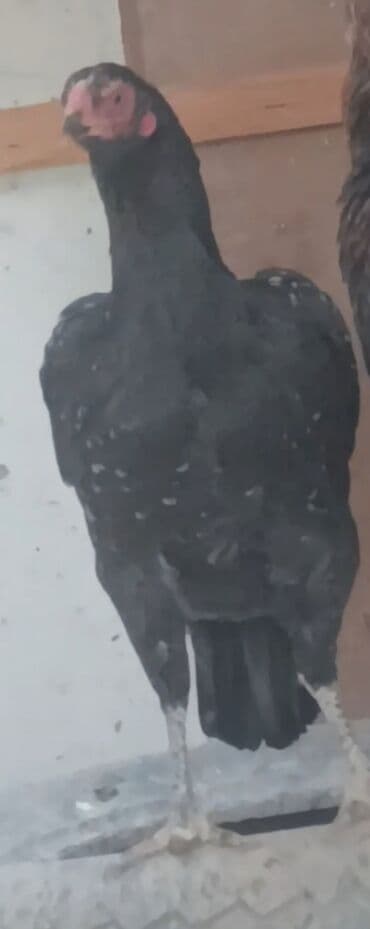 Toyuq, Damazlıq lalafo.az -da Toyuq, Damazlıq