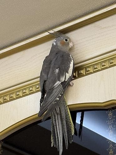 qus sesleri: Nimfa (cockatiel) – sarı rəngli, yanaqlarında narıncı ləkələri olan — 5