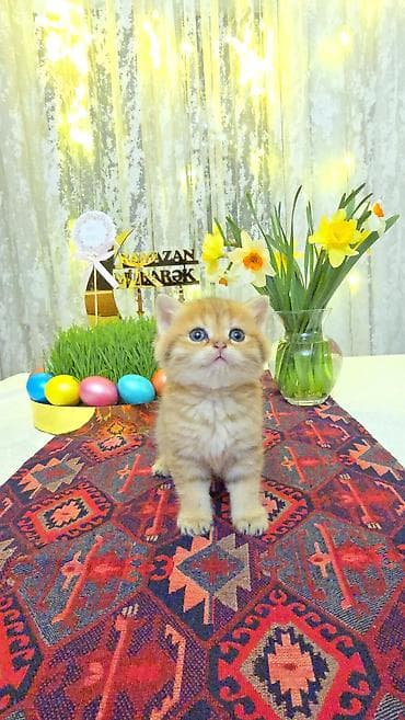 Quşlar: Qızıl şinşilla — 2