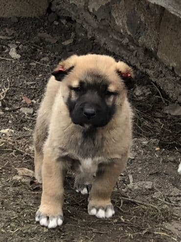 pişik satılır: Qurdbasar, 1 ay, Erkek — 1