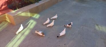 Proton: Sari boyunan başka biri 6 manata — 1