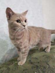 купить кота в баку: Британская, Самка, В добрые руки — 4