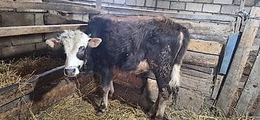 sudluk inek satilir: 7 aylıq erkəy dana — 3