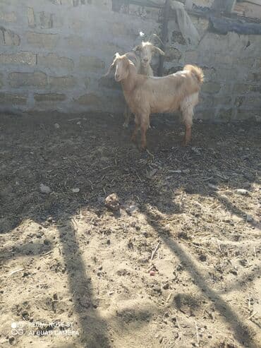 çəpiş əti: Dişi, Hələb, il: 5, 12 kq, Damazlıq — 3