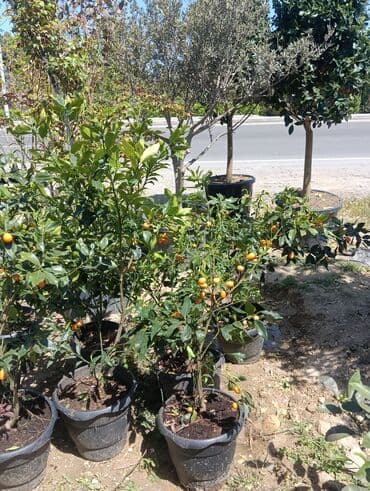 adəm ağacı: Dekarativ agaclarin satisi — 5