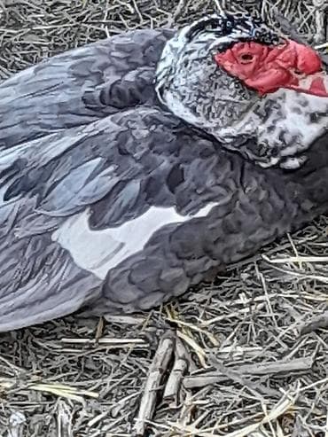 tap az pitbull: Təmiz lavanda ördək yalnız erkək ördək satılır Yaxşı qulluq olunsa — 3