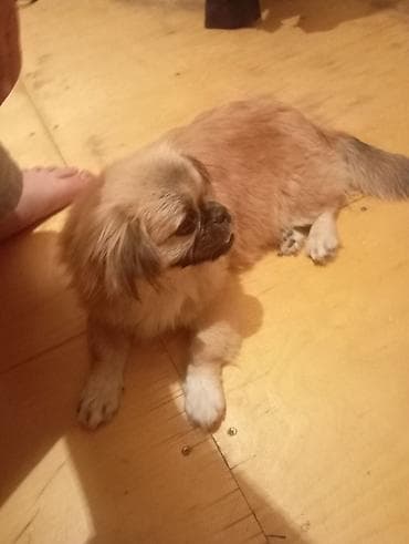 pişik ev: Pekines — 6