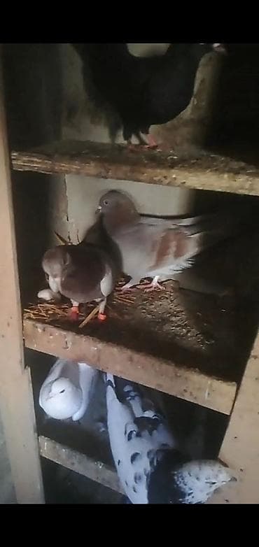 Məhsul: Poçt və dekorativ göyərçinlər (fərqli rəng və növlər) Təsvir