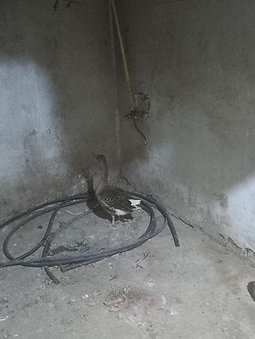 Quşlar: 3 ədəd yumurtayan dişi yerli qaz satılır — 2