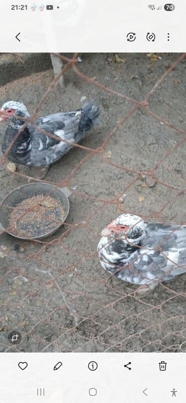 Gəmiricilər: 7 aayliq lavanda ordeki lal ordek — 1