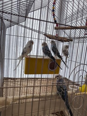 kənd təsərrüfatı heyvanları: Məhəbbət quşları satilir 1-i 10 manat unavan
Naxçıvan — 1