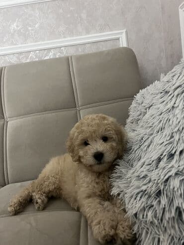 Pudel, 2 ay, Erkek, Peyvəndli, Ünvandan götürmə lalafo.az -da Pudel, 2 ay, Erkek, Peyvəndli, Ünvandan götürmə