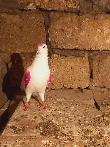 drakon goyərcin: Salam qizgin erkeydi sebek quyrugdu — 3