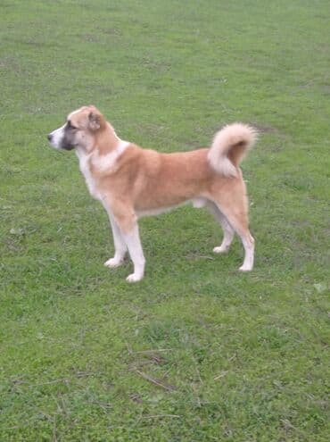 sir balasi satilir: 3 il, Erkek — 3