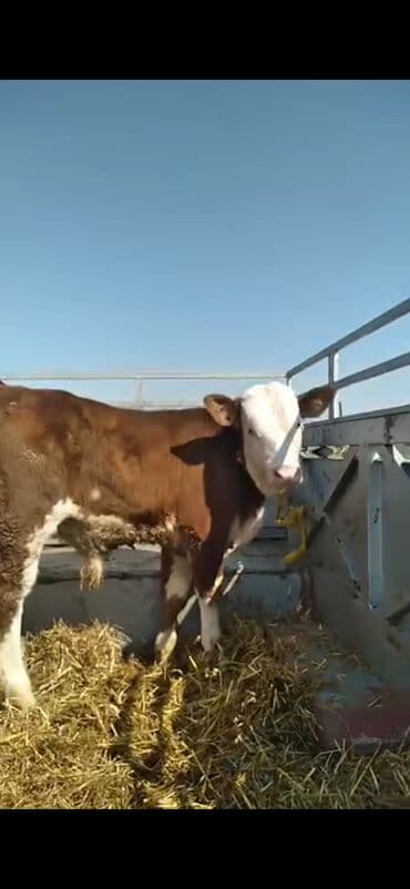 Mercedes-Benz: Satışda: ətlik istiqamətli dana - Cins tipi: Simmental qarışığı — 8