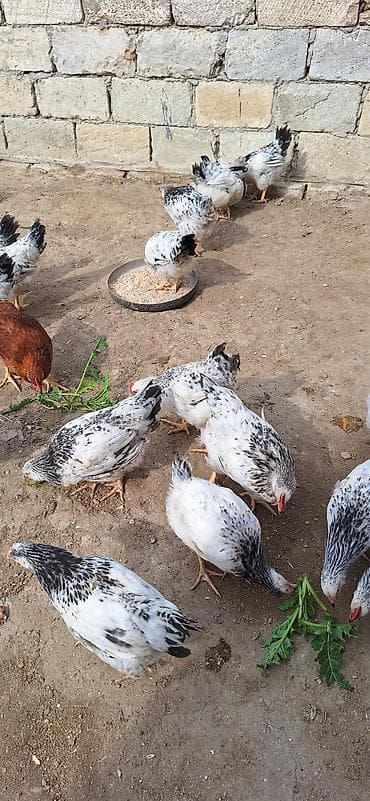 kend toyugu: Məhsul: Yerli toyuqlar (yumurta-ət tipi) Təsvir: - Ağ əsas rəngli — 5