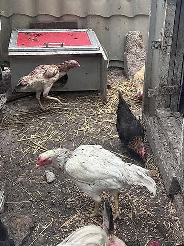 Куры: Salam Gördüyünüz ağ heyratı fere satıram yerli toyuqla barterde — 3