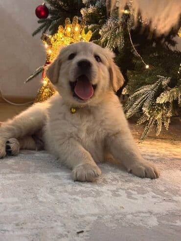 Gəmiricilər: Retriever, 2 ay — 1