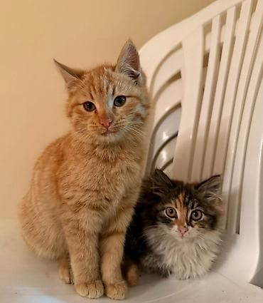 pitbul dişi: Erkək, Dişi, Yaxşı əllərə — 2