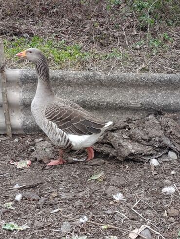 Gəmiricilər: Yerli dişi Qaz – iri cins, boz-qəhvəyi tüklü, ağ quyruqlu Məhsul — 2