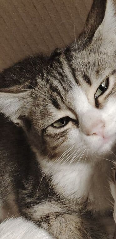 ağ qara pişik: Tabbi, Dişi, Yaxşı əllərə, Ünvandan götürmə — 3