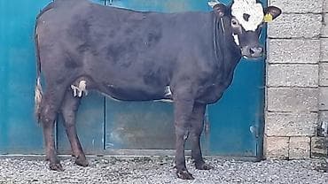 balalı inək: Birinci qarına düyə di təmiz qan smentaldı martın axırda doğacaq — 4