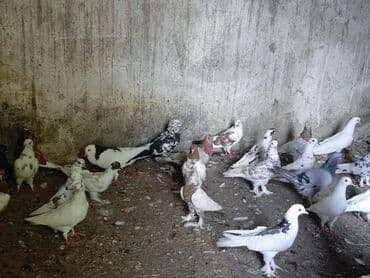 ineklerin satisi: 3 azn dən 20 azn ə kimi quş hamsı satılır ünvan bərdə boş bekar — 4