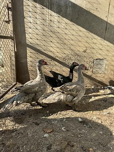 İtlər: Lal ördeyler 3 dene erkeydi biri qara zumrudu sortu ikisi lavanda — 6