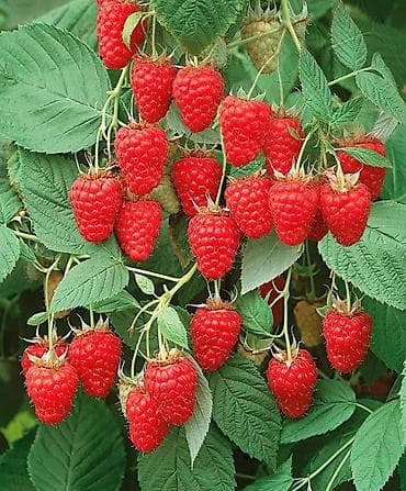 dekorativ agaclarin satisi: Tinglər — 4