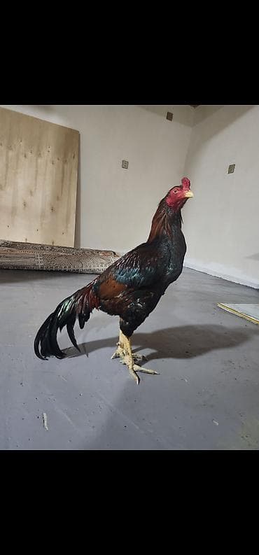 broyler yemi qiymeti: Xoruz, Heyratı, il: 3, Ödənişli çatdırılma — 10